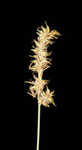 Coastal sedge